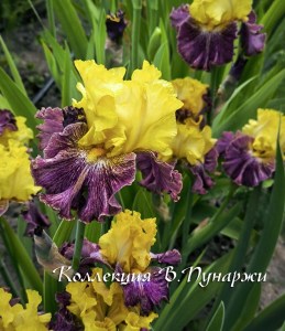 image (6)